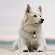 Lampe LED Dog Dual Safety Light étanche longue portée